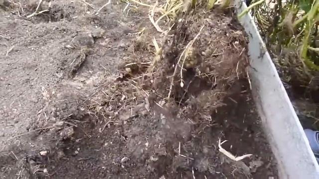 ведро картошки с куста смотреть онлайн