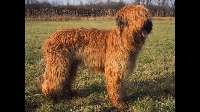 Бриар/Briard (порода собак HD slide show)! смотреть онлайн
