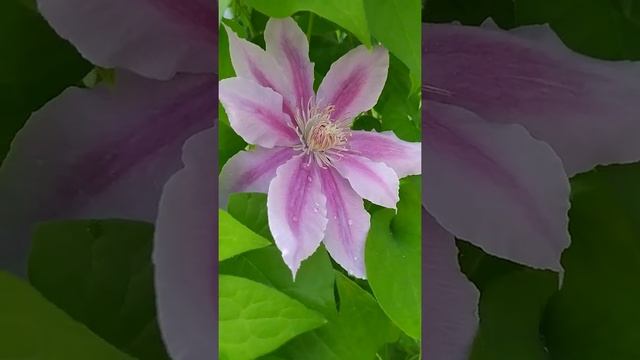 Клематис Доктор Руппель смотреть онлайн