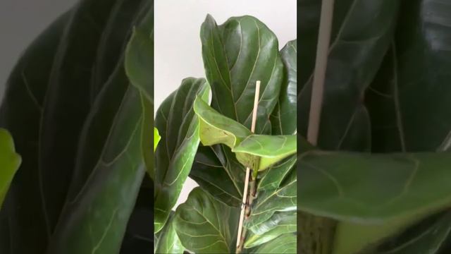 Фикус Лирата смотреть онлайн