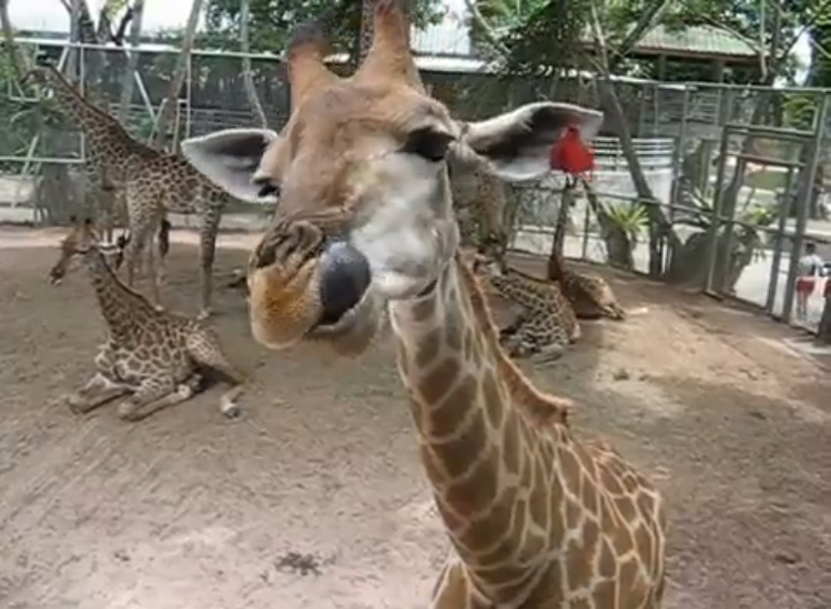 Жираф облизывается