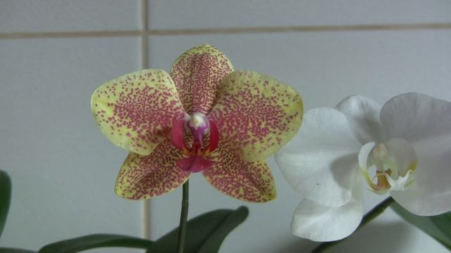 Обзор крупноцветковых орхидей: Сого Юкидан, Сезам, KV Charmer и Shining Queen смотреть онлайн