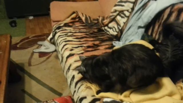 Укротители домашних тигров смотреть онлайн