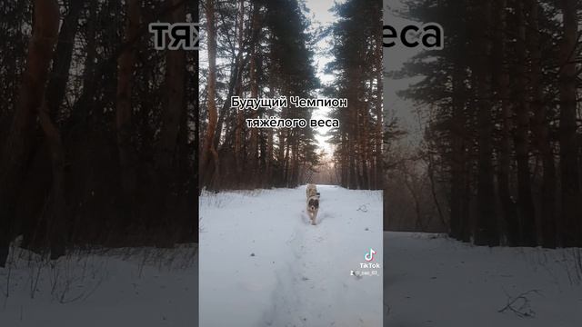 Будущий чемпион тяжёлого веса! Шерхан чемпион смотреть онлайн