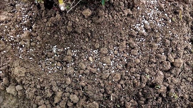 РОЗЫ. ПОДКОРМКА РОЗ В НАЧАЛЕ ИЮНЯ - ФЕЕРИЧЕСКОЕ ЦВЕТЕНИЕ. ЛУЧШИЕ РЕЦЕПТЫ ДЛЯ РОЗ смотреть онлайн