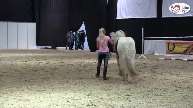 ЛОШАДИ порода Тинкер ЭКВИРОС 2016 на ilikepet смотреть онлайн