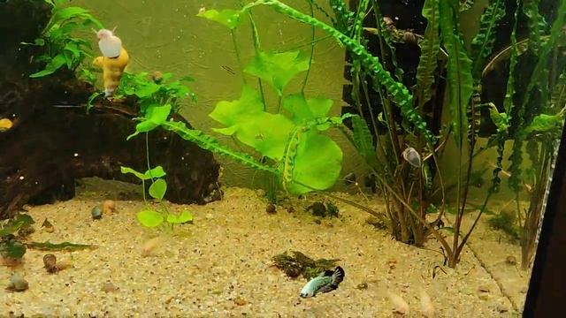 Как чувствует себя плакат и что изменилось в аквариуме смотреть онлайн