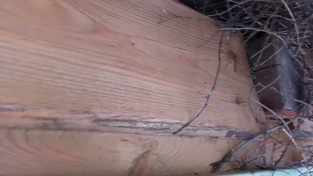 птенцы сойки. смотреть онлайн