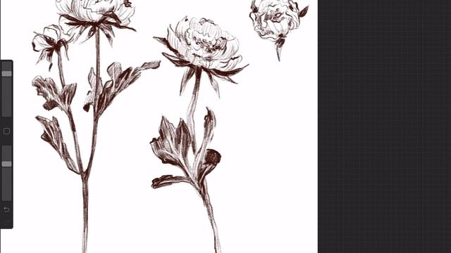 Рисую сет цветов с натуры в Procreate на iPad Pro, процесс рисования смотреть онлайн