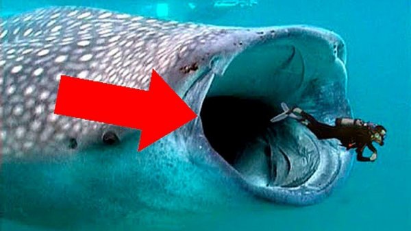 Что Будет, Если Вас Проглотит Кит