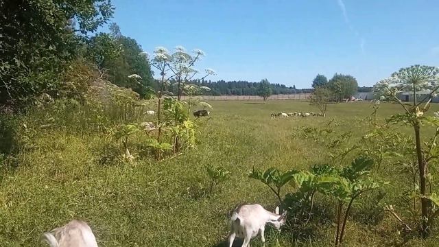 моё хозяйство/едят ли звери борщевик/о диких голубях смотреть онлайн