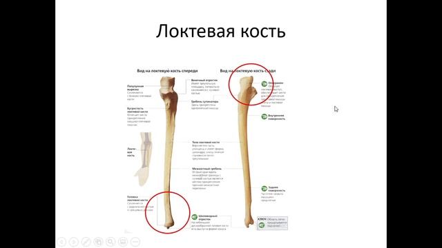 Тема 2 Биология 8 кл смотреть онлайн