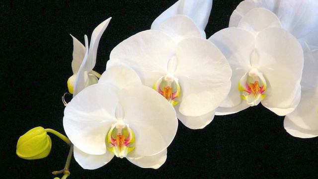 Beautiful Orchid Flowers Art , Relaxing Instrumental Music, Calming, Zen, Stress Relief  Music