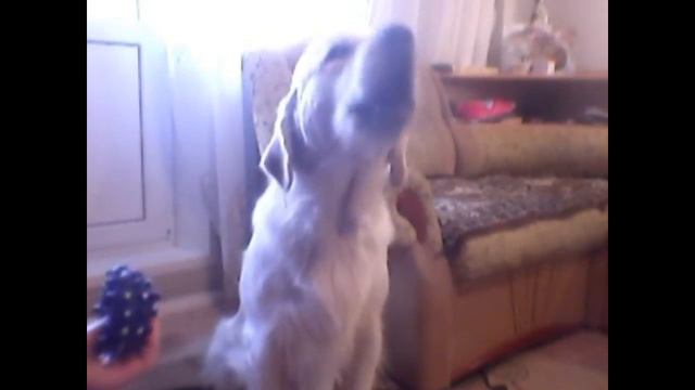 Golden Retriever Alister Gryum sings with the ball смотреть онлайн