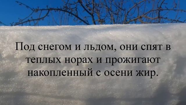 Где ЗИМУЮТ РЕЧНЫЕ РАКИ и не только. Зарисовка 08.02.2022 смотреть онлайн