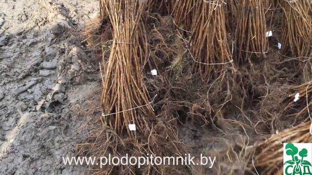 Саженцы смородины красной, отгрузка весной 2015г смотреть онлайн