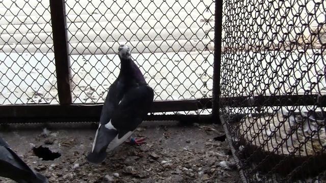 Внимание ! Ich möchte ein wenig über die Van Roy und die Jansons und natürlich die Ardennen zeigen. смотреть онлайн