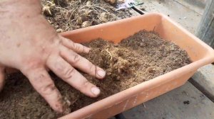 Как сохранить клубни вегетативных георгин.