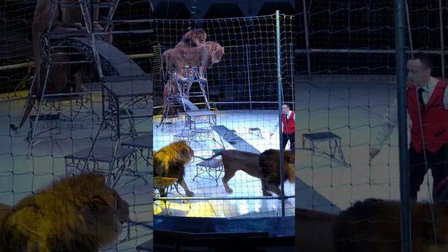 Цирк Тезикова Симферополь смотреть онлайн