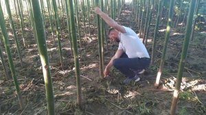 Рост сорта Павловния Энерджи за 3 месяца после посадки. Как растет дерево Паловния?