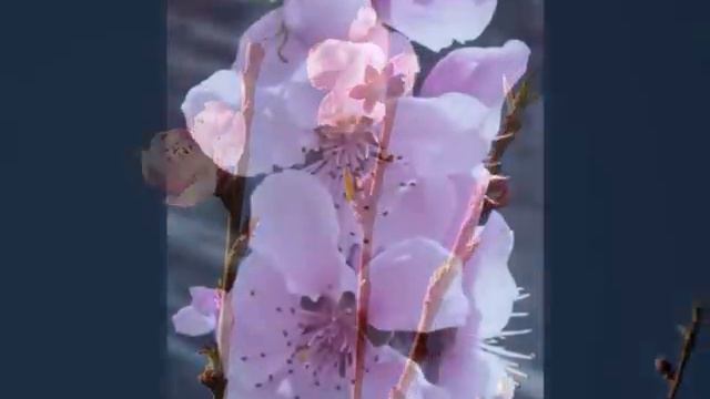 Floración de Prunus persica - Fotos propias y ed Susanalake смотреть онлайн