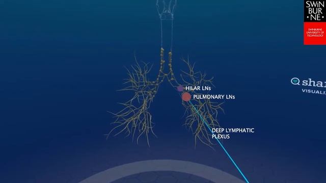 Lymphatic Drainage of the Lungs - ShareCare VR App смотреть онлайн