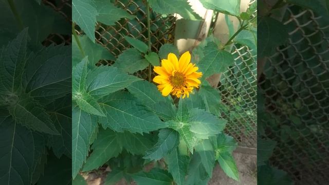 Цветок гелиопсис и музыка серия450 смотреть онлайн