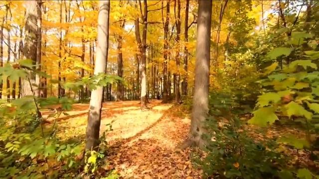 Relax Music In The Background Of Nature - For Soothing And Eliminating Heart Diseases, Stress Relie
