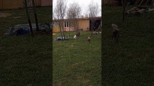 Оберегаем саженцы от коз