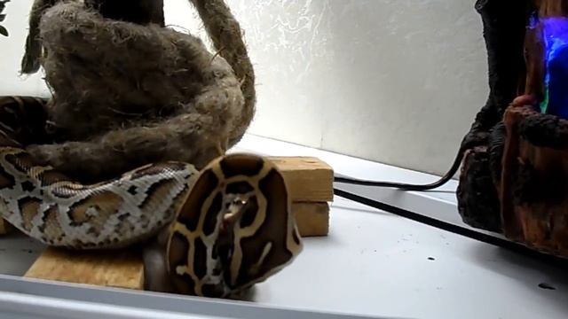 Кормление змеи смотреть онлайн