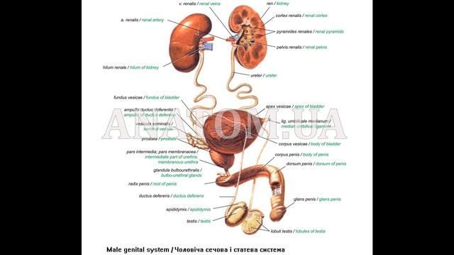184. ЧОЛОВІЧА СТАТЕВА СИСТЕМА. Яєчко - AnatomUa - AUDIO смотреть онлайн
