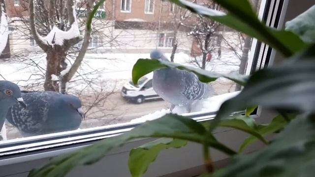 Мои пернатые друзья!? смотреть онлайн