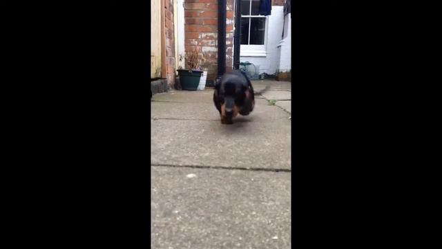 Hank the Standard Dachshund running to Baywatch theme. смотреть онлайн
