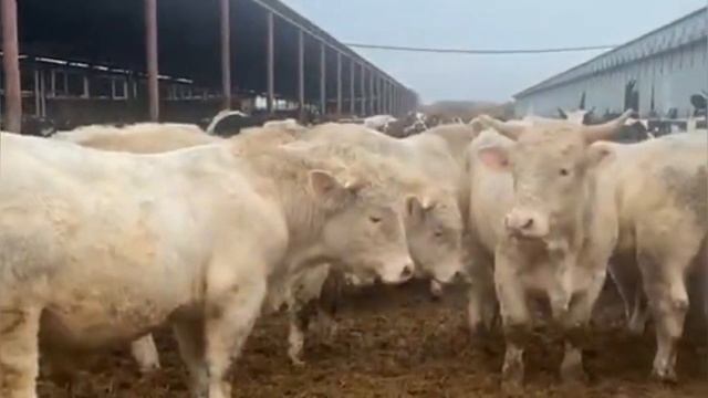 Быки продаются. Быки на откорме. Быки Шароле. Быки и коровы.