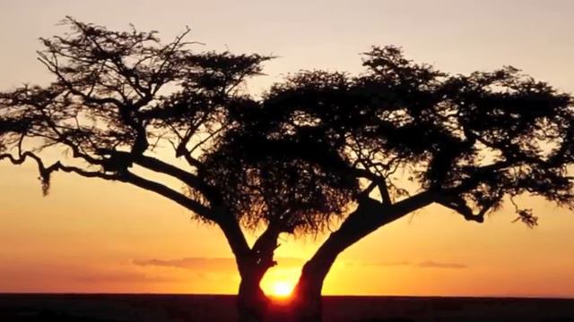 Africa Music смотреть онлайн