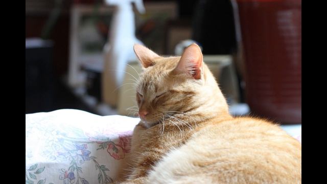 Chapter 11 Lecture Browning's Intro to Python 5th edition смотреть онлайн