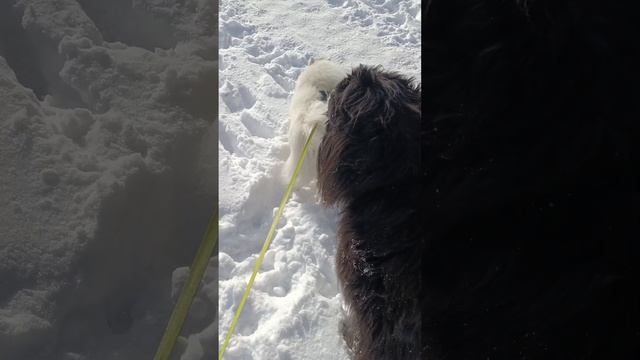 Вилли и Тея