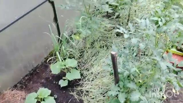 Показываю сад и огород смотреть онлайн