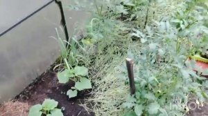 Показываю сад и огород