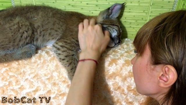 Рысь Ханна урчит, злится, играет, синхронизируется с котом! Энергия так и прёт!) смотреть онлайн