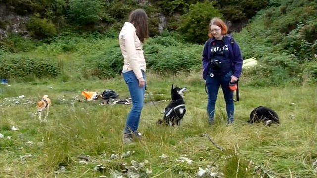 Scottish Japanese Shiba Inu Meet 14th Hillend Aug 2015 смотреть онлайн