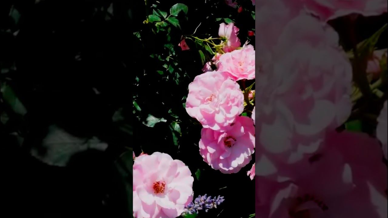 Роза Боника 82 Bonica 82 смотреть онлайн