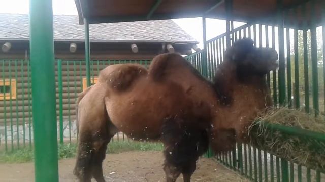 Большой верблюд смотреть онлайн