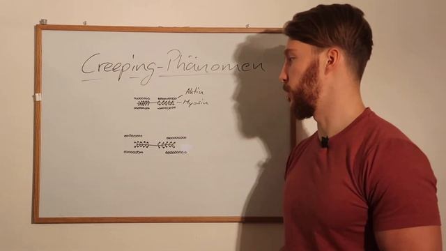 Dehnen / Stretching im Kraftsport - Sinnvoll oder doch unnötig?! TEIL 2 смотреть онлайн