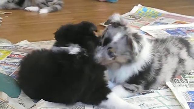 MVI 3697 смотреть онлайн