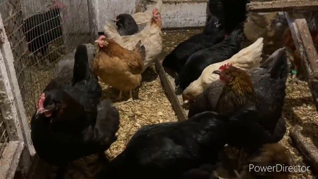 ПОЛНЫЙ ПОДСЧЁТ: 7 коров, 7 коз, свинья, 62 голов кур и 24 утки смотреть онлайн