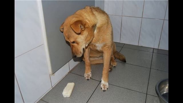 Когда его привели в ветеринарную клинику, он понял всё... смотреть онлайн