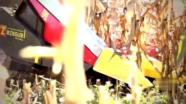 Уборка кукурузы на TORUM 760 в Баварии (Южная Германия)