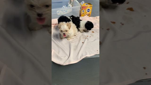 Tres peritos смотреть онлайн