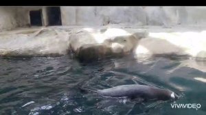 🐧🐧🐧СТРУСИЛИ ПИНГВИНЫ ...
ЧТО ЖЕ БУДЕТ ? ВПЕРВЫЕ УВИДАЛИ ОНИ ЛЮДЕЙ...🐧🐧🐧